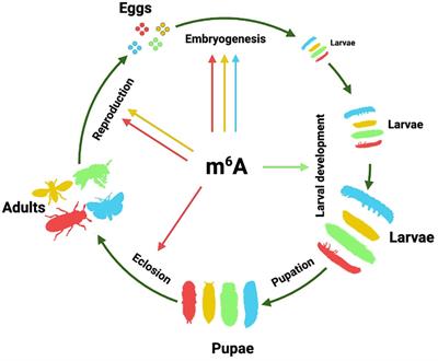 RNA modifications in insects